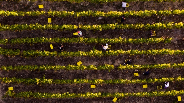 Arbeiten in der Reben Arbeiten in der Reben