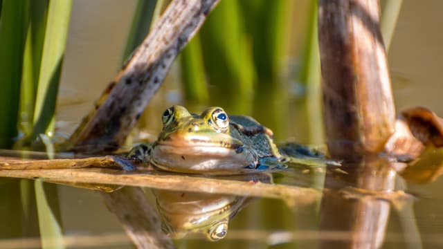 Frosch Frosch
