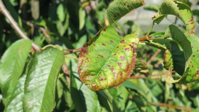 Blätter von einem Kirschbaum die von einer Krankheit befallen sind. Blätter von einem Kirschbaum die von einer Krankheit befallen sind.