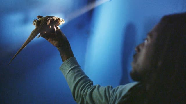 Ein Mann hebt einen Leguan gegen einen Lichtstrahl. Ein Mann hebt einen Leguan gegen einen Lichtstrahl.