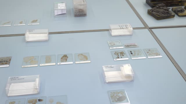 Dünnschliffe aus der Fäkaliensammlung Dünnschliffe aus der Fäkaliensammlung