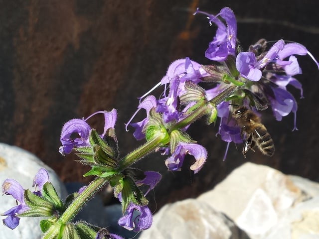 Violette Blüten an einem Stängel. Rechts im Bild fliegt eine Biene zu einer Blüte.
