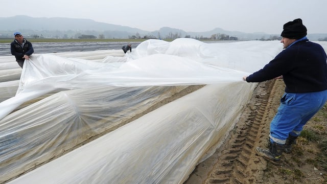 Spargel-Arbeiter auf dem Feld. Spargel-Arbeiter auf dem Feld.