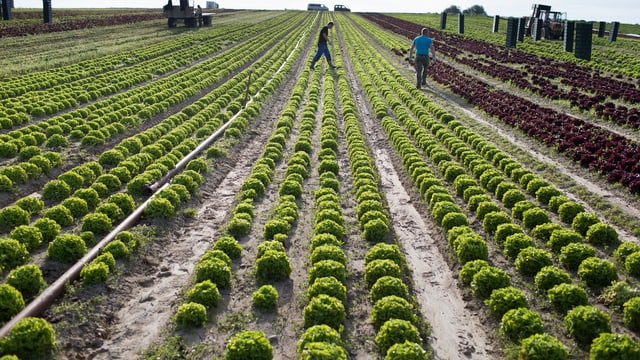 Ernte von biologisch gezogenem Salat nahe Kerzers, wo ein grosses Gemüseanbaugebiet liegt.