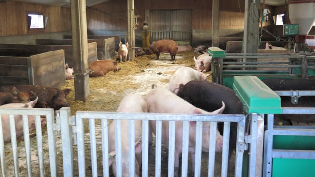 Der Laufstall von Samuel Schwabs Schweinen in Worb. Es sind Aarethal-Duroc-Schweine. Der Laufstall von Samuel Schwabs Schweinen in Worb. Es sind Aarethal-Duroc-Schweine.