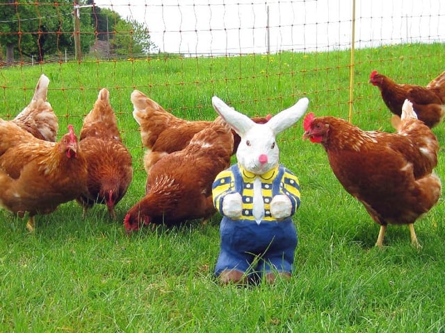 Äusserst maskuliner Osterhase aus Pappmaché steht inmitten von Hennen.