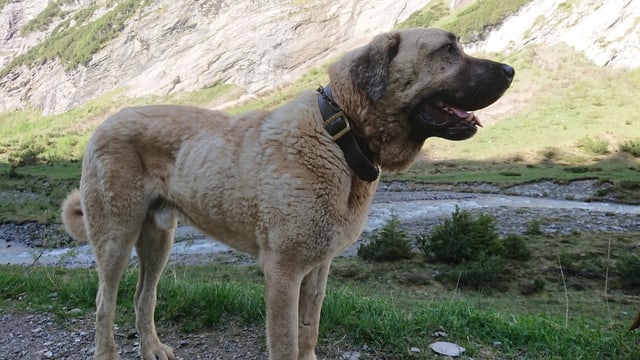Chaun da protecziun dil raz Anatolier. Chaun da protecziun dil raz Anatolier.