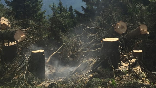 Gefällte Bäume Gefällte Bäume