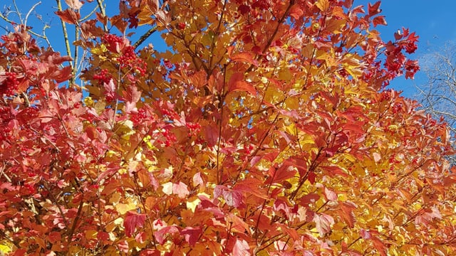 Die Bäume zeigen sich in allen Farben, so auch in Unterentfelden. Die Bäume zeigen sich in allen Farben, so auch in Unterentfelden.