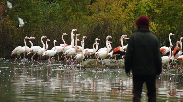 Flamingogehege in Bern Flamingogehege in Bern