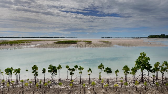 Ein überschwemmtes Gebiet auf dem Inselstaat Kiribati. Vorne sind Mangroven gepflanzt, die vor den Wassermassen schützen sollen. Ein überschwemmtes Gebiet auf dem Inselstaat Kiribati. Vorne sind Mangroven gepflanzt, die vor den Wassermassen schützen sollen.