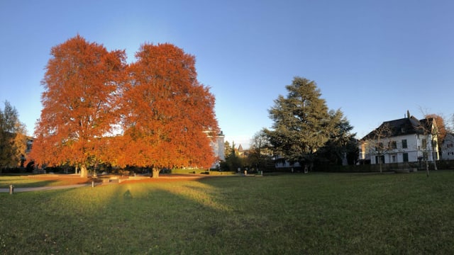 Rote Laubbäume in der Abendsonne. Rote Laubbäume in der Abendsonne.