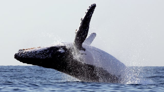 Eintauchen in die Klangwelt der Wale