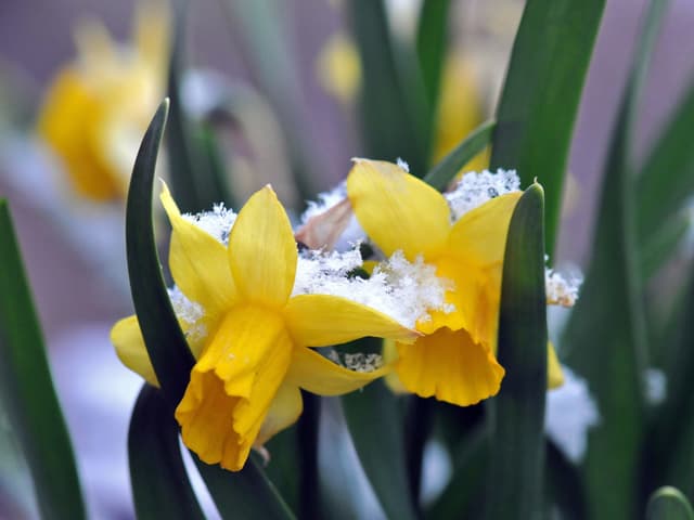 Schnee auf Blume.