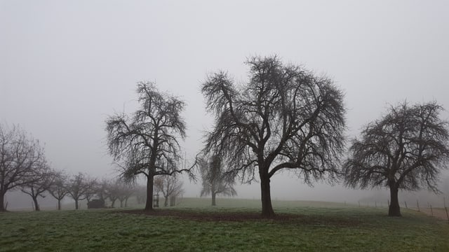 Nebellandschaft. Nebellandschaft.