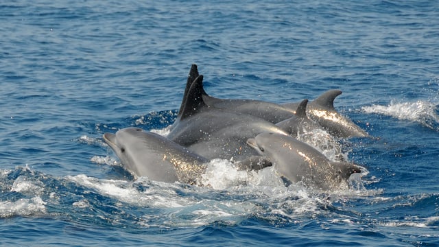 Delfine schwimmen im Meer. Delfine schwimmen im Meer.