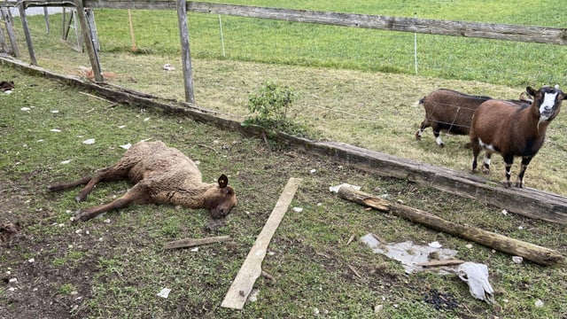 Tote Tiere Tote Tiere