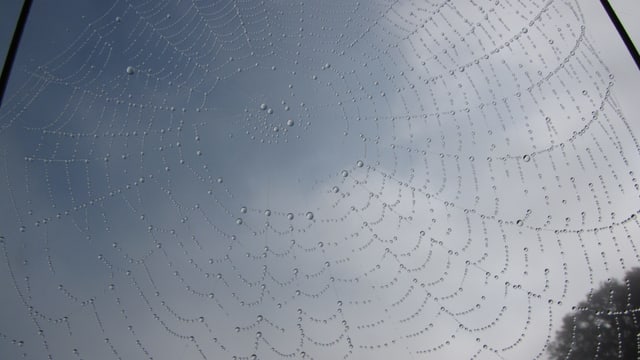 Taubehangenes Spinnennetz Taubehangenes Spinnennetz