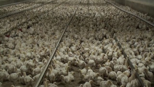 Halle voll Hühner auf engem Raum Halle voll Hühner auf engem Raum