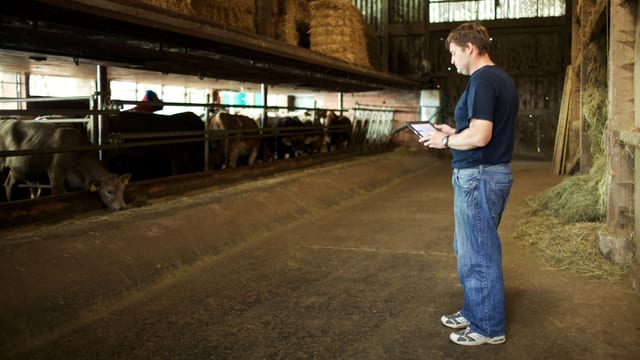 Andreas Wiedmer steht mit einem iPad-Tablet-Computer im Rinderstall. Andreas Wiedmer steht mit einem iPad-Tablet-Computer im Rinderstall.