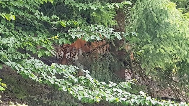 Zu sehen ein Tiger, Zu sehen ein Tiger,