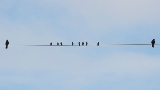 Stare auf einer Stromleitung sitzend. Stare auf einer Stromleitung sitzend.