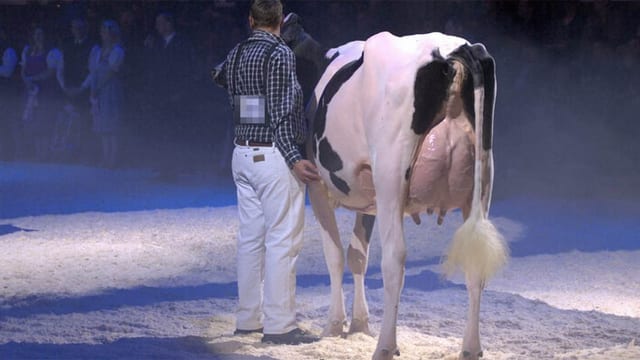 Kuh in der Arena mit übergrossem Euter Kuh in der Arena mit übergrossem Euter