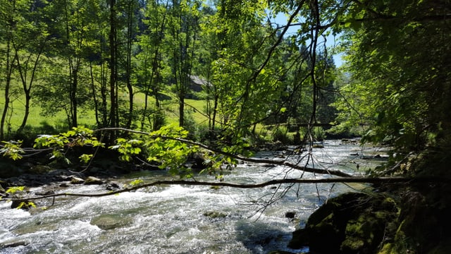 Bach bei Waldstatt. Bach bei Waldstatt.