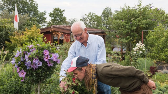 Zwei Männer in einem Schrebergartebn, der eine riecht an einer Rose. Zwei Männer in einem Schrebergartebn, der eine riecht an einer Rose.
