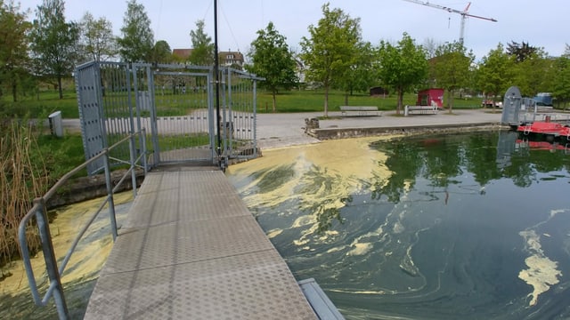 Der gelbbraune Teppich am Seeufer ist weder Schlamm noch Dreck. Der gelbbraune Teppich am Seeufer ist weder Schlamm noch Dreck.