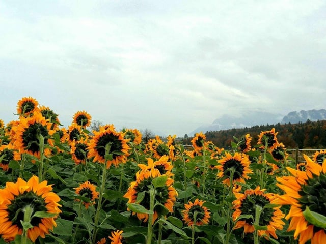 Verblühte Sonnenblumen und grauer Himmel.