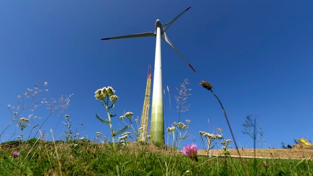 Windrad in Blumenwiese Windrad in Blumenwiese