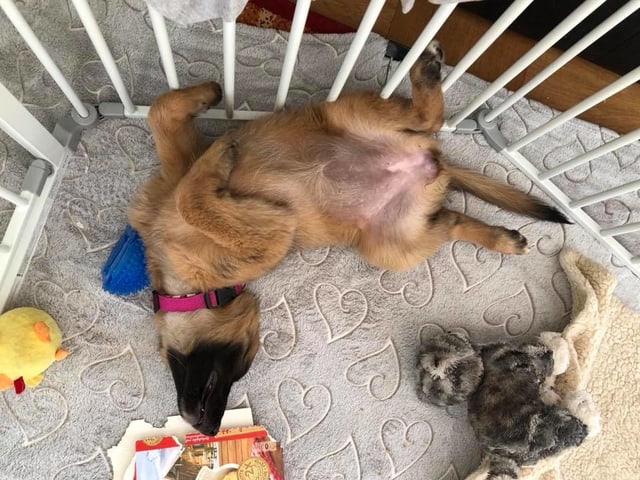 Hund, der innnerhalb eines Laufgitters auf dem Rücken liegt. Hund, der innnerhalb eines Laufgitters auf dem Rücken liegt.