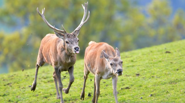 Ein Hirschmännchen verfolgt ein Weibchen auf einer Wiese. Ein Hirschmännchen verfolgt ein Weibchen auf einer Wiese.