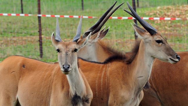 Elenantilopen auf dem Feld. Elenantilopen auf dem Feld.