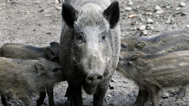 Eine Wildschwein-Mutter mit ihren vier Jungen. Eine Wildschwein-Mutter mit ihren vier Jungen.