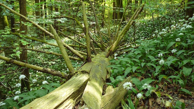 Toter Baum mit weissen Blumen Toter Baum mit weissen Blumen