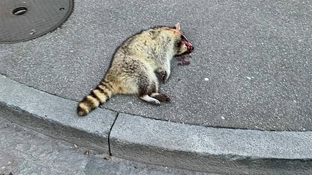 Ein toter Waschbär Ein toter Waschbär