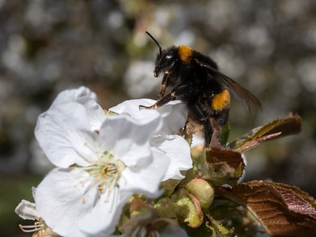 Wildbiene saugt Nektar. Wildbiene saugt Nektar.
