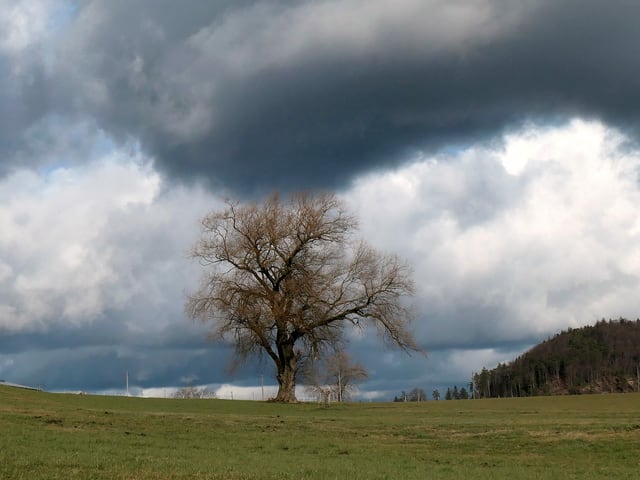 Ein Baum unter dunklen Wolken Ein Baum unter dunklen Wolken