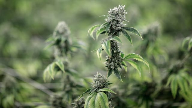 Cannabis-Pflanze mit Blüte. Cannabis-Pflanze mit Blüte.