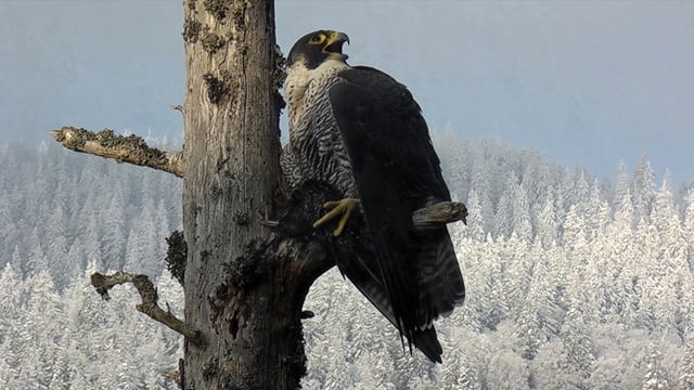 Schneller als sein Ruf: Der Wanderfalke gilt als schnellster Vogel der Welt. Doch seine Beutetiere, Finken, Stare oder Tauben haben auch etliche Tricks auf Lager, um ihm zu entkommen. Schneller als sein Ruf: Der Wanderfalke gilt als schnellster Vogel der Welt. Doch seine Beutetiere, Finken, Stare oder Tauben haben auch etliche Tricks auf Lager, um ihm zu entkommen.