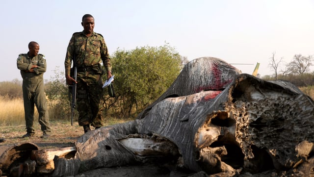 Kadaver eines Elefanten in Botswana: 400 dürfen neu pro Jahr geschossen werden.