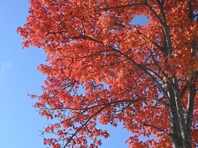 Roter Baum Roter Baum
