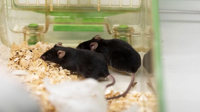 Zwei schwarze Mäuse in einem Käfig. Zwei schwarze Mäuse in einem Käfig.