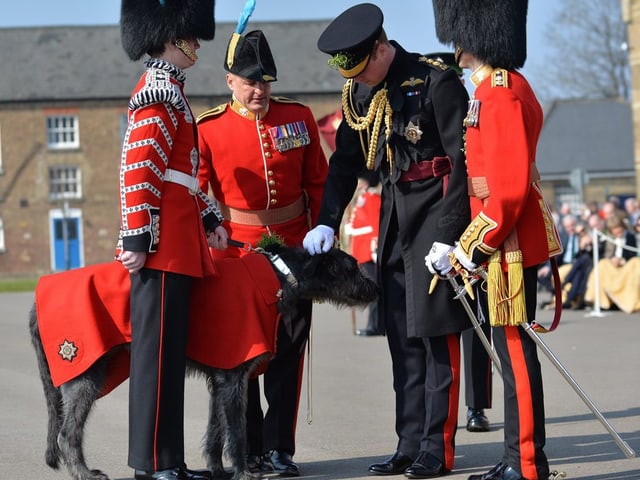 Prinz William bückt sich, um einen grossen, schwarzen Hund zu streicheln. Prinz William bückt sich, um einen grossen, schwarzen Hund zu streicheln.
