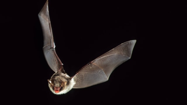 Eine Fledermaus fliegt mit offenem Maul auf die Kamera zu. Eine Fledermaus fliegt mit offenem Maul auf die Kamera zu.