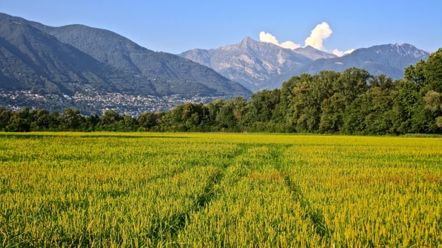 Blick vom Maggiadelta Richtung Locarno-Monti. Blick vom Maggiadelta Richtung Locarno-Monti.