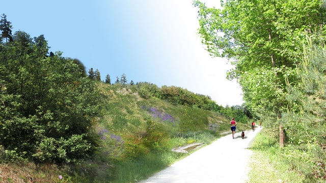 Waldweg mit Grashügel links Waldweg mit Grashügel links
