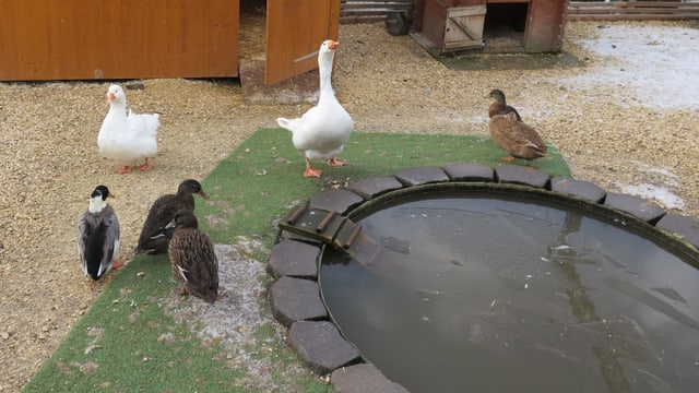 2 Gänse und 4 Enten stehen neben einem Teich 2 Gänse und 4 Enten stehen neben einem Teich
